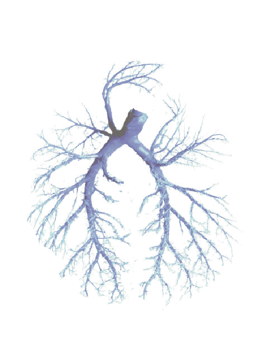 Human Lung
