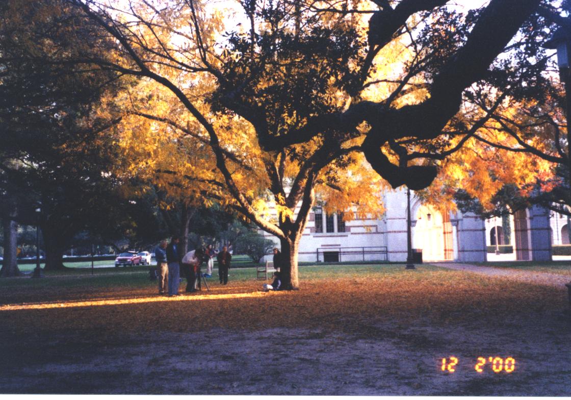 Late Fall in Rice
