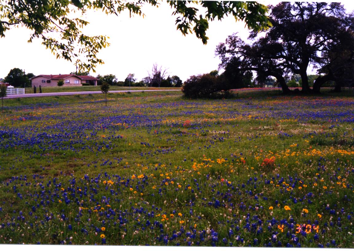The State Flower of Texas
