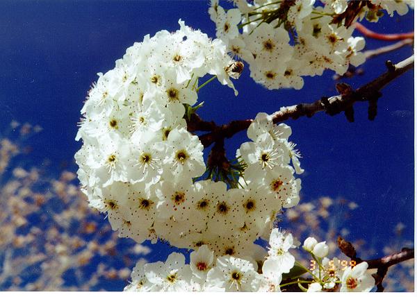 Blossoms in front of UTEP library